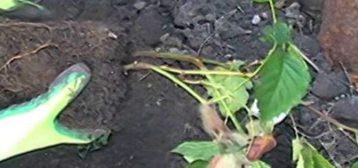 Посадка ежевики в лунку саженцем с утрамбованными корнями старой землёй