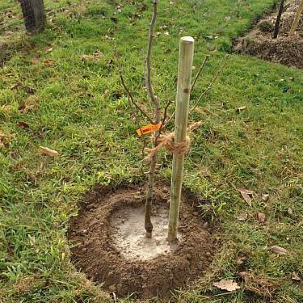 Подвязка саженца сливы к деревянному колу в процессе посадки ранней весной