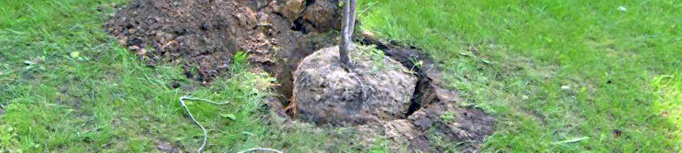 Посадка саженца сливы не участке с большой корневой системой
