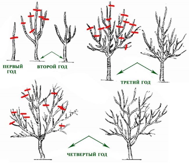 Схема формирования разреженно-ярусной кроны сливового дерева