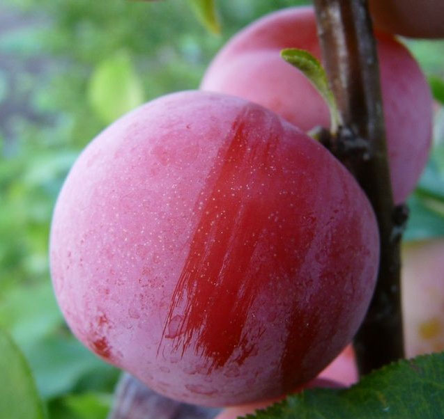 Крупный плод сливы сорта Антонина красно-малинового цвета с восковым налетом