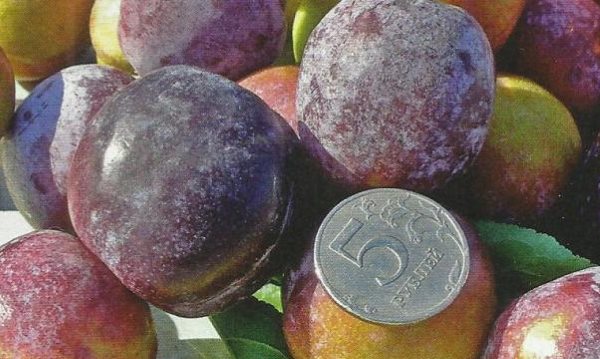 Крупные плоды селекционной сливы сорта Чебаркульская и пятирублевая монета