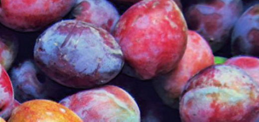 Спелые плоды сорта Дашенька вблизи