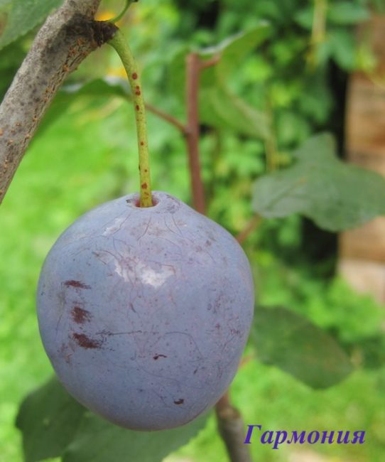 Крупный плод сливы сорта Гармония сине-фиолетового окраса с воском на кожице