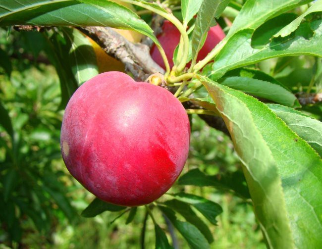 Крупный плод сливы сорта Тихоокеанская малинового покровного окраса