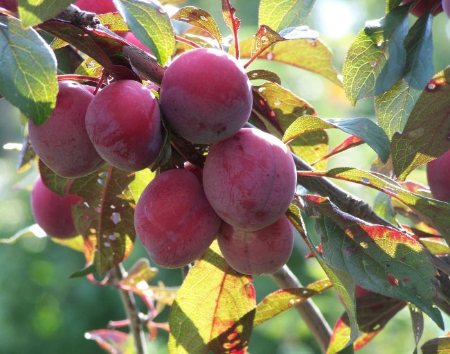 Бардовые плоды среднего размера сливы сорта Забавница для Уральского сада
