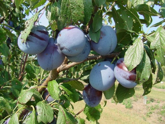 Ветка сливы с фиолетовыми плодами сорта Зареченская в саду Среднего Урала