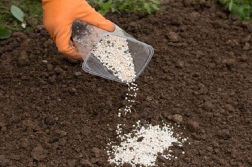 Внесение гранул минерального удобрения в сухом виде на поверхность почвы