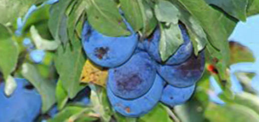 Созревающие плоды сливы сорта Тульская чёрная на ветке дерева