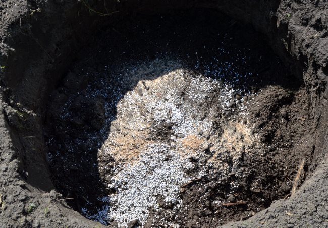 Добавление минеральных подкормок в посадочную яму для сливы
