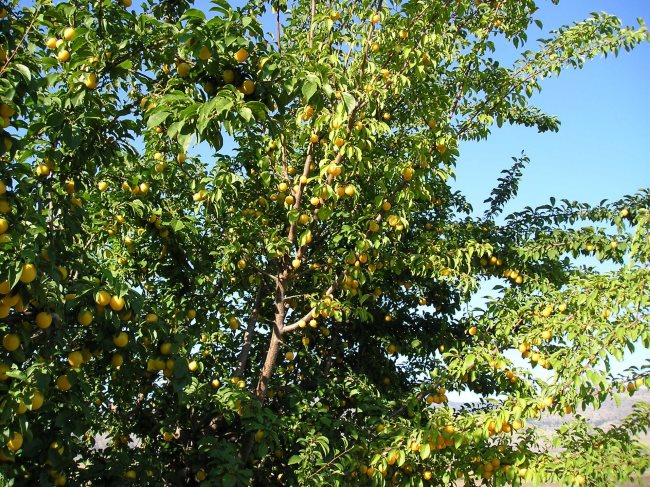 Высокие ветки сливового дерева сорта Медовая с желтыми плодами