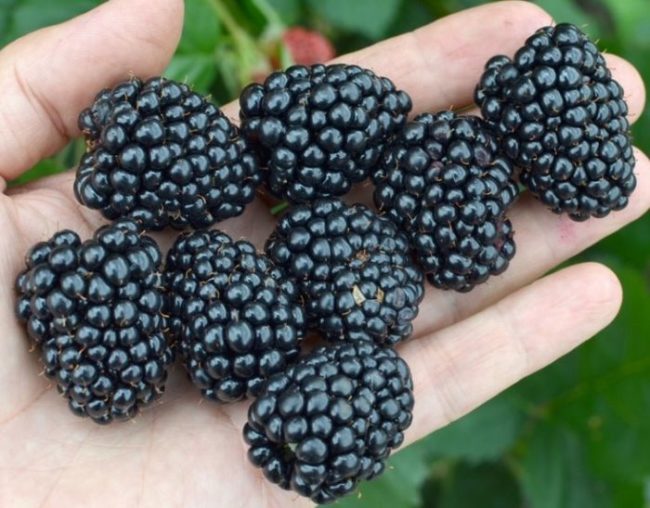 Черные ягоды ежевики сорта Бжезина с блестящими крупинками