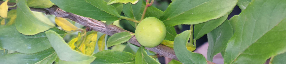 Зелёный плод сливы алычи сорта Подарок Санкт-Петербургу на дереве