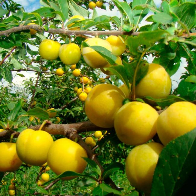 Шаровидные плоды сливы сорта Злато скифов желтой окраски
