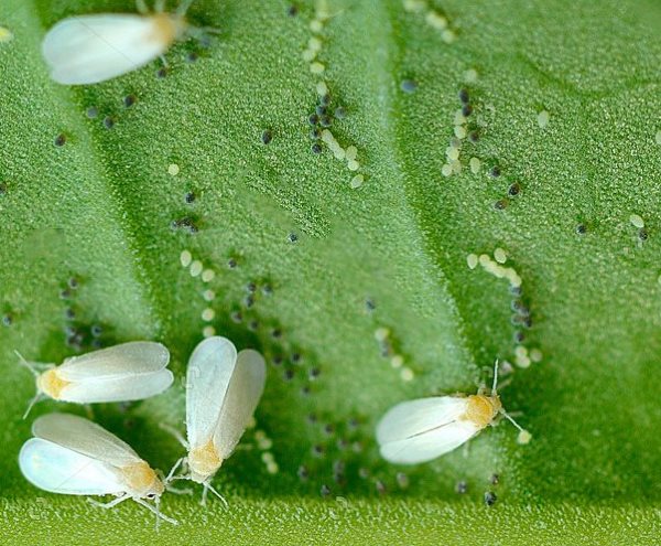 Яйца и взрослые особи тепличной белокрылки на нижней стороне листа огурца