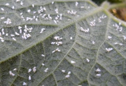 Мелкие мотыльки белокрылки на обратной стороне огуречного листа