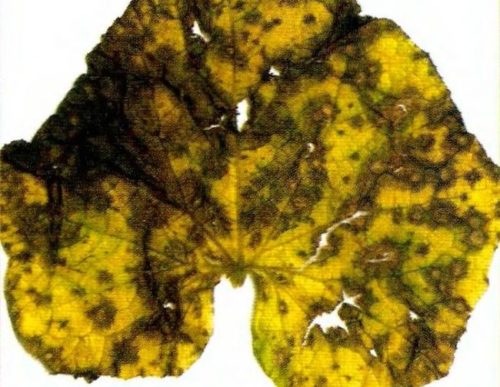 Лист огурца с признаками поражения растения черной плесенью в тепличных условиях