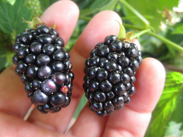 Две крупные ягоды ежевики продолговатой формы польского сорта Бжезина
