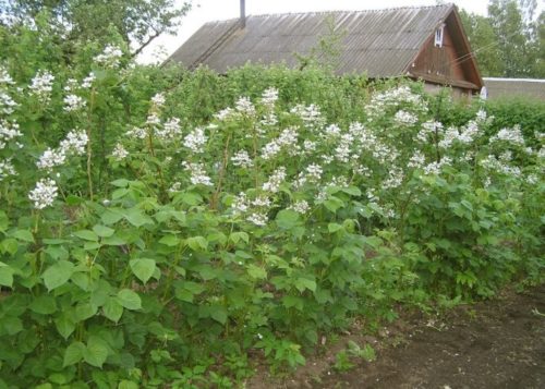 Цветение садовой куманики на даче в Уральском регионе