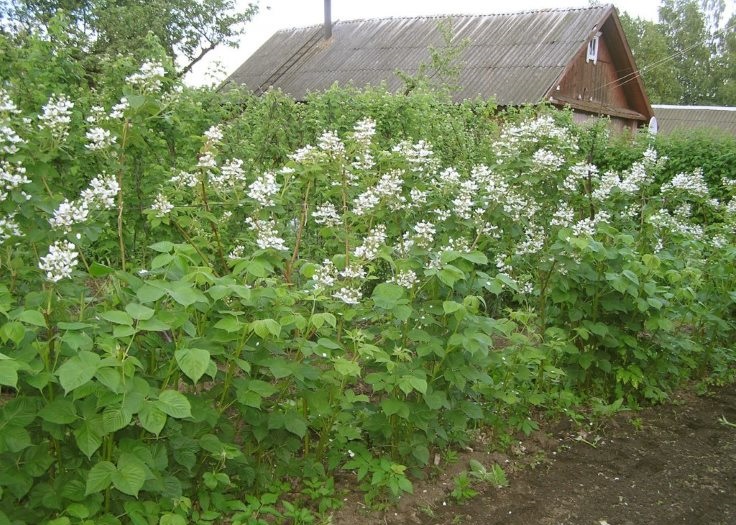 Ежевика садовая: выращивание, посадка и уход, Урал и Подмосковье