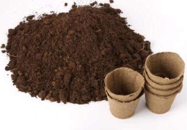 Плодородная почва для посадки семян ежевики в торфяные чашки