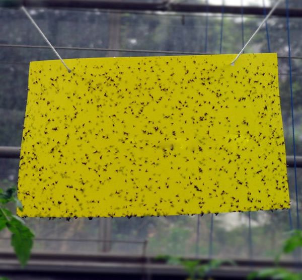 Желтый лист бумаги с клеевым составом для уничтожения белокрылки в теплице