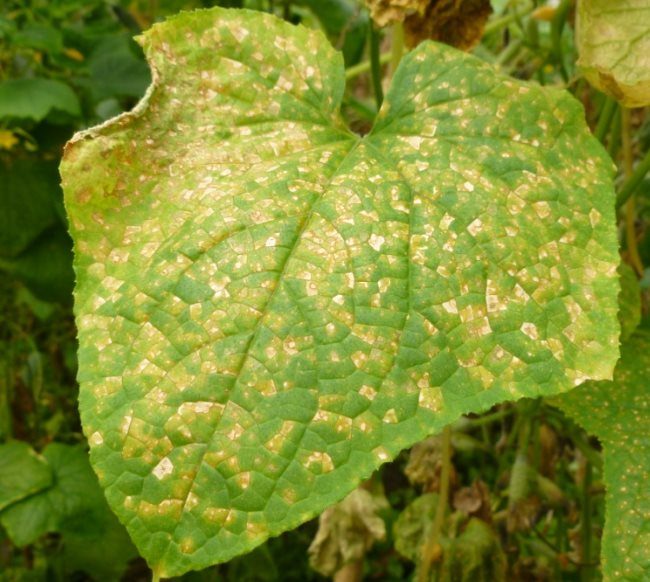 Жёлтые пятна на поверхности листа огурца при ложной мучнистой росе