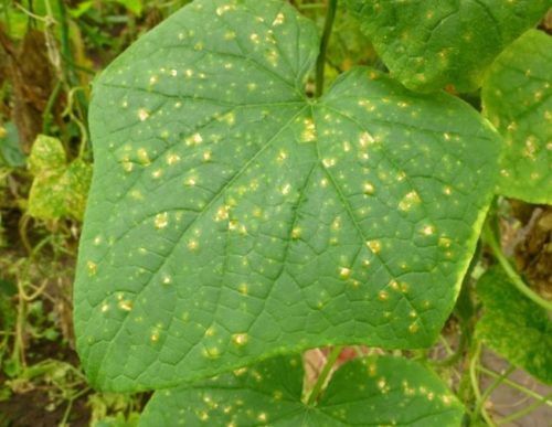 Желтые пятна на зеленом листе огурца при поражении ложной мучнистой росой