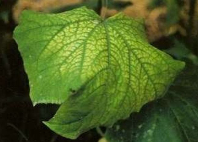 Пожелтение листовой пластинки огурца при дефиците марганца в тепличных условиях