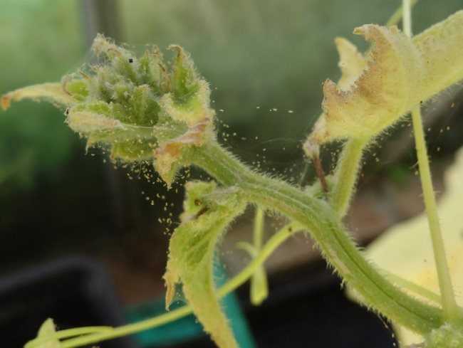 Завязи на плети огурца с признаками поражения растения паутинным клещом