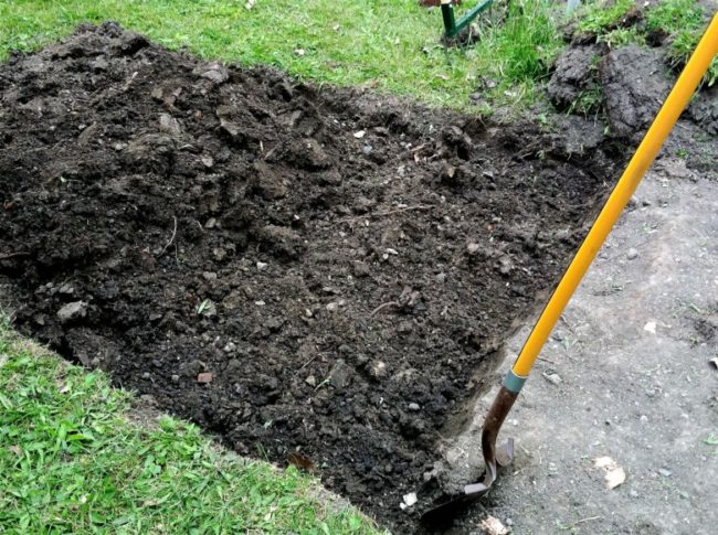 Перекопка лопатой места для будущей посадки ежевики на дачном участке