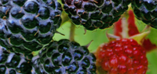 Чёрные и красные плоды ежевики садовой на одном кусте