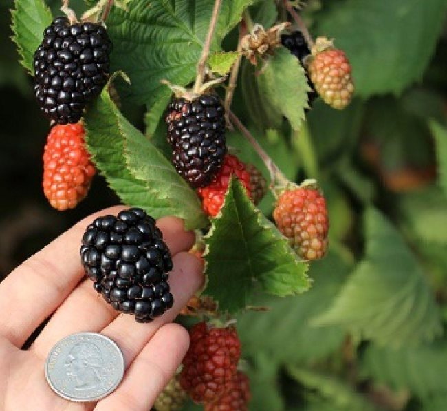 Внешний вид и размеры ягод ежевики сорта Прайм Арк Тревелер для Ленинградской области