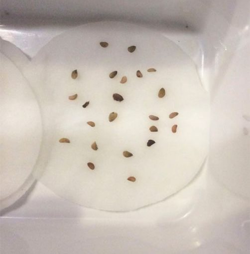 Замачивание семян гибридной ежевики на ватном диске в домашних условиях