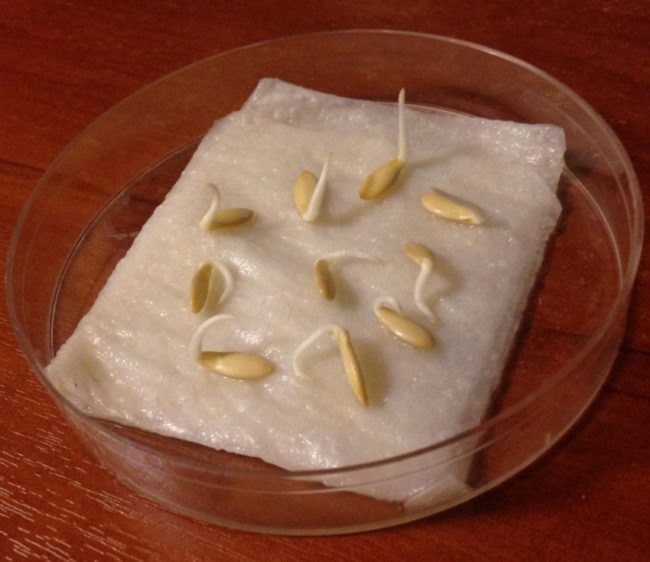 Влажная хлопчатобумажная салфетка с проросшими семенами огурцов