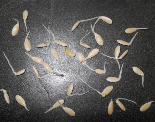 Светлые семена огурцов с маленькими корешками на фоне темной поверхности