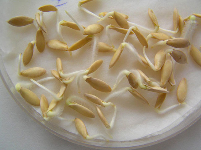 Пророщенные семена гибридных огурцов с небольшими корешками