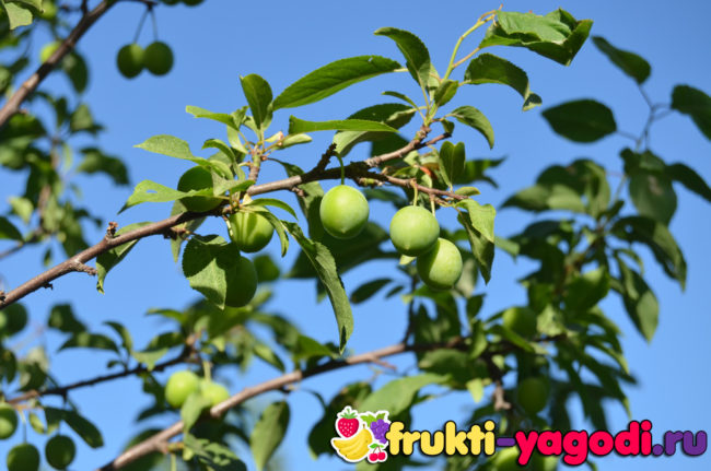 Зелёные плоды сливы Ренклод колхозный на дереве в весенний период