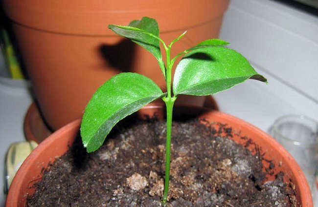 Молодой росток сливы в коричневом горшке с питательным грунтом