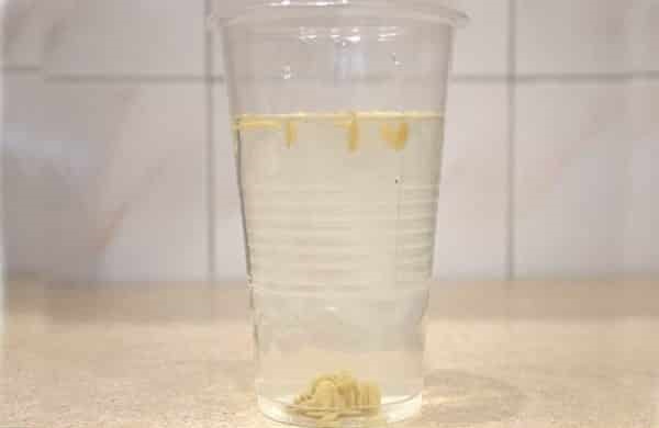 Семена огурца в пластиковом стаканчике с раствором поваренной соли
