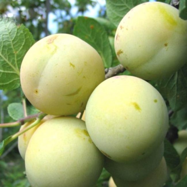 Внешний вид плодов сливы сорта Ренклод колхозный с выраженным брюшным швом