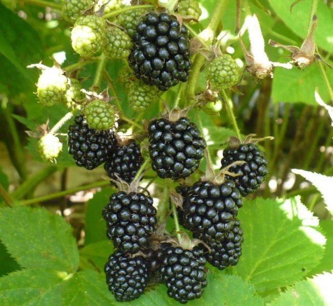 Переспелые ягоды ежевики черного цвета для размножения семенами