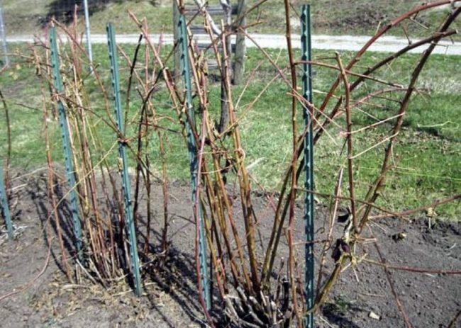 Прямые стебли ежевики без листьев ранней весной на даче Подмосковья