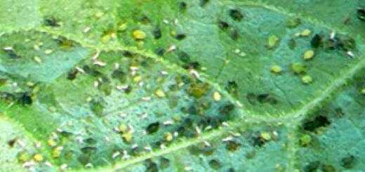Бахчевая тля на обратной стороне огуречного листа в теплице