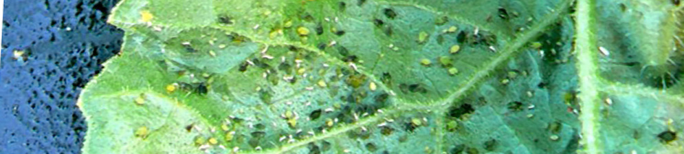 Бахчевая тля на обратной стороне огуречного листа в теплице