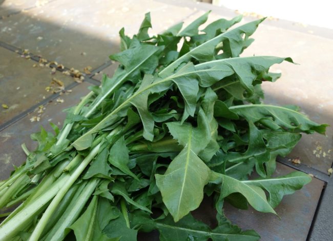 Листья одуванчика для приготовления травяного настоя от паутинного клеща
