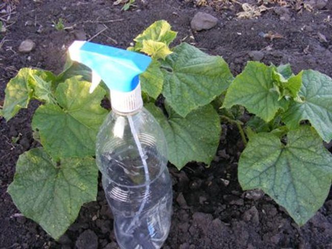 Пластиковая бутылка с насадкой-распылителем для опрыскивания рассады огурцов
