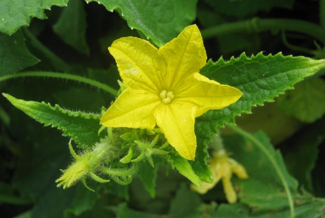 Крупный цветок огурца желтого цвета на растение в открытом грунте