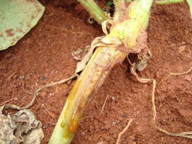Симптомы заражения огурца корневой гнилью на стебле около поверхности почвы