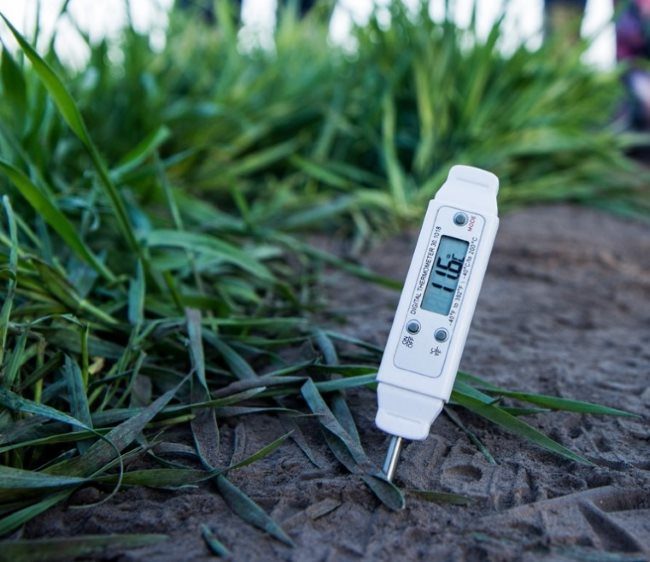 Измерение температуры поверхностного слоя почвы перед посадкой огурцов в открытый грунт